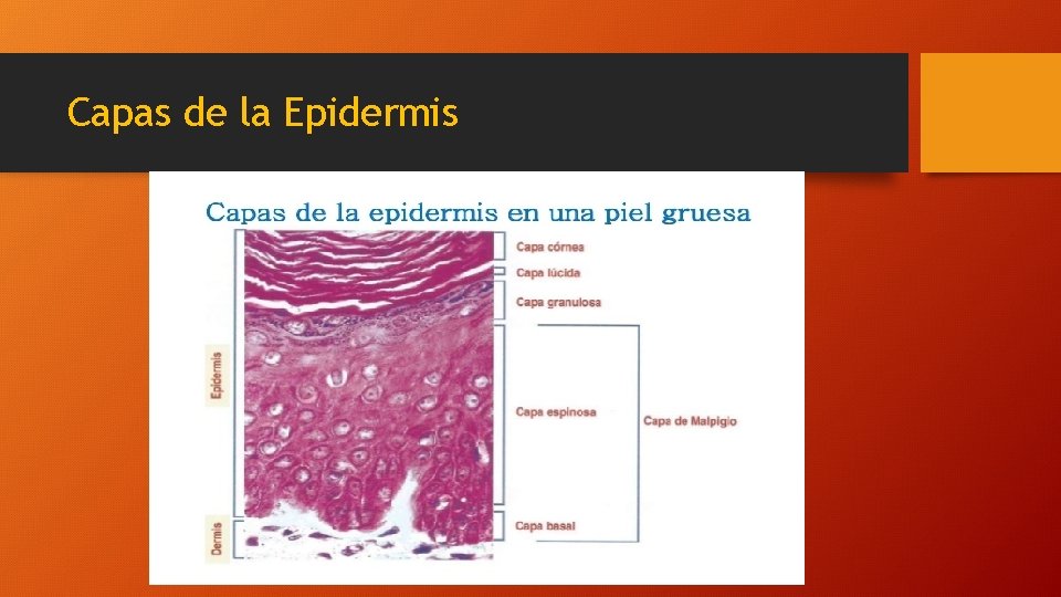 Capas de la Epidermis 