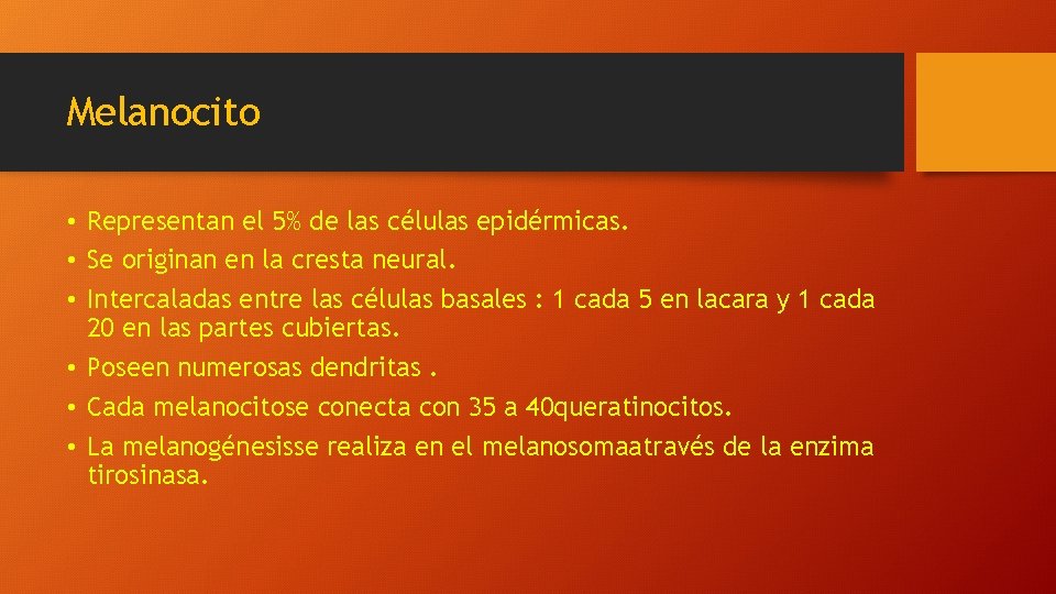 Melanocito • Representan el 5% de las células epidérmicas. • Se originan en la