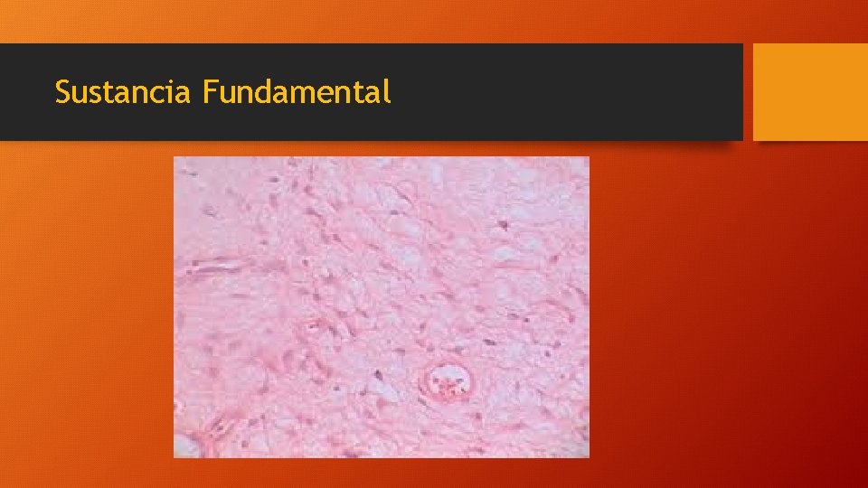 Sustancia Fundamental 