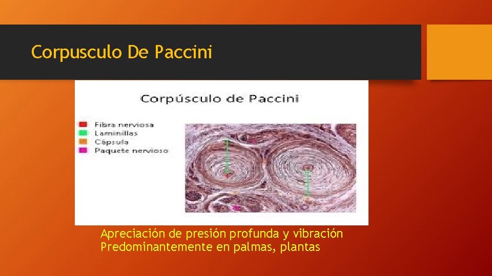 Corpusculo De Paccini Apreciación de presión profunda y vibración Predominantemente en palmas, plantas 