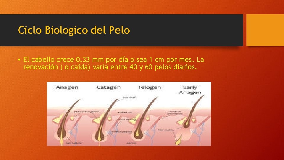 Ciclo Biologico del Pelo • El cabello crece 0. 33 mm por día o