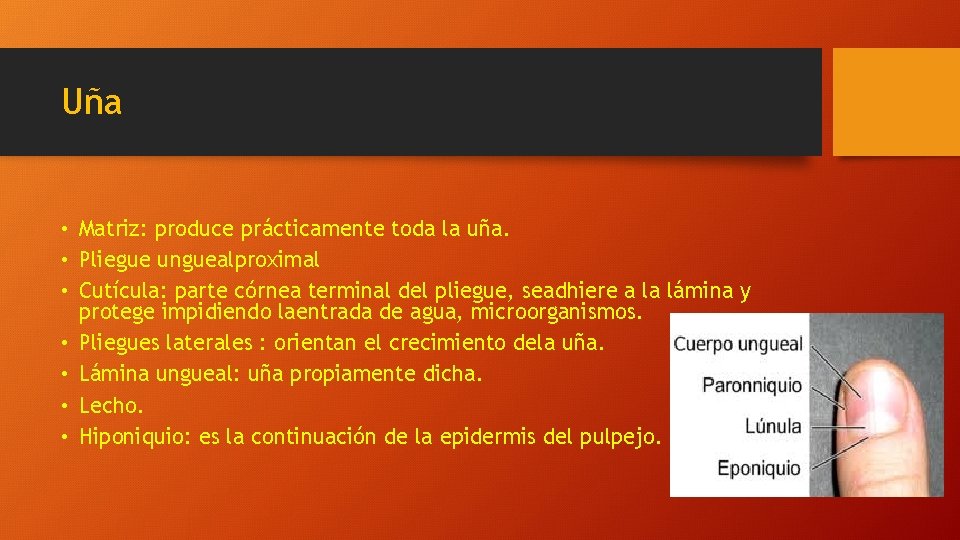 Uña • Matriz: produce prácticamente toda la uña. • Pliegue unguealproximal • Cutícula: parte