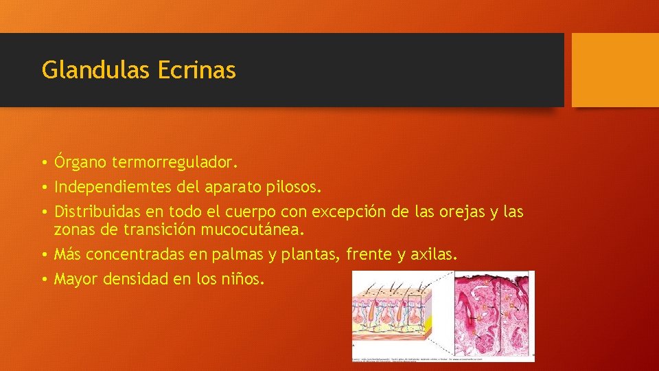 Glandulas Ecrinas • Órgano termorregulador. • Independiemtes del aparato pilosos. • Distribuidas en todo