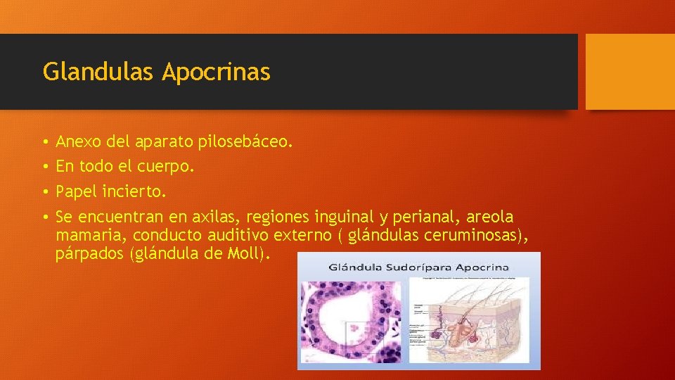 Glandulas Apocrinas • • Anexo del aparato pilosebáceo. En todo el cuerpo. Papel incierto.