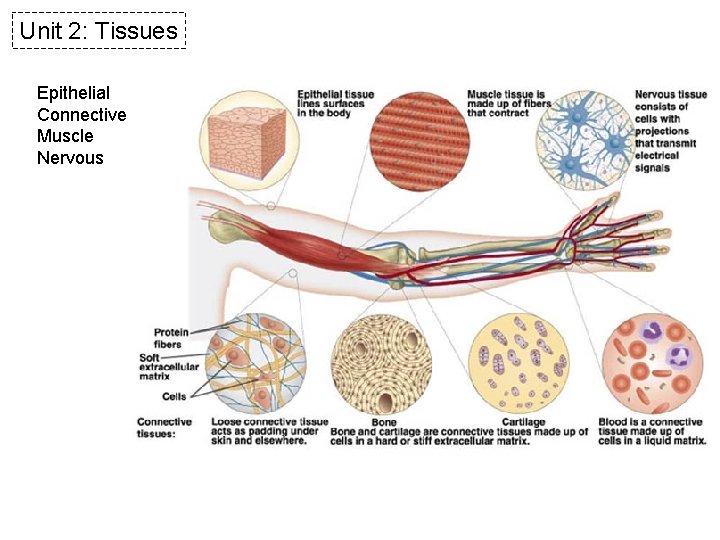 Unit 2: Tissues Epithelial Connective Muscle Nervous 