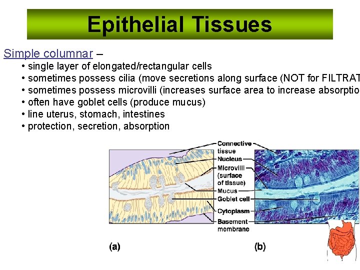 Epithelial Tissues Simple columnar – • single layer of elongated/rectangular cells • sometimes possess