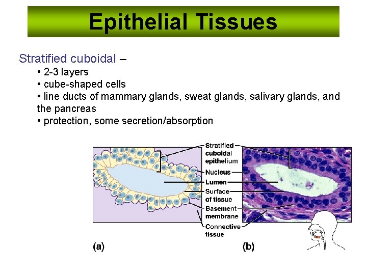 Epithelial Tissues Stratified cuboidal – • 2 -3 layers • cube-shaped cells • line
