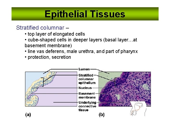 Epithelial Tissues Stratified columnar – • top layer of elongated cells • cube-shaped cells