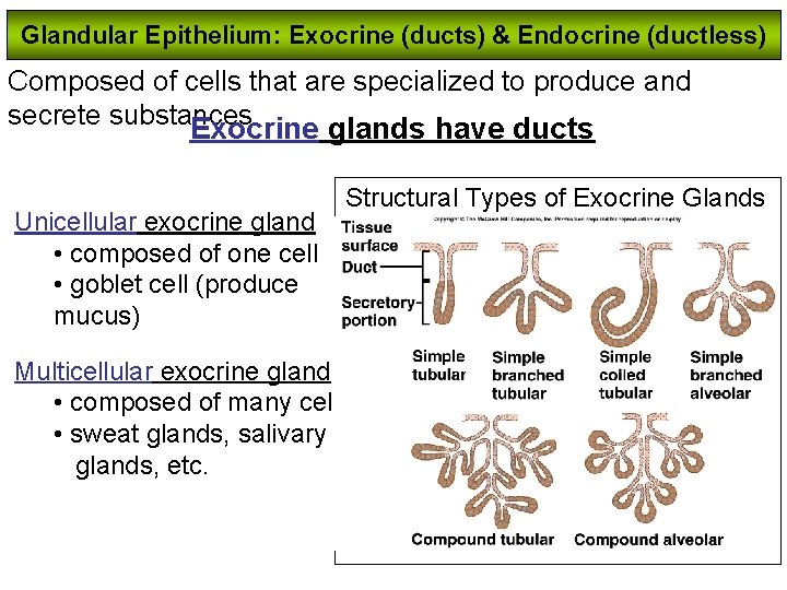 Glandular Epithelium: Exocrine (ducts) & Endocrine (ductless) Composed of cells that are specialized to