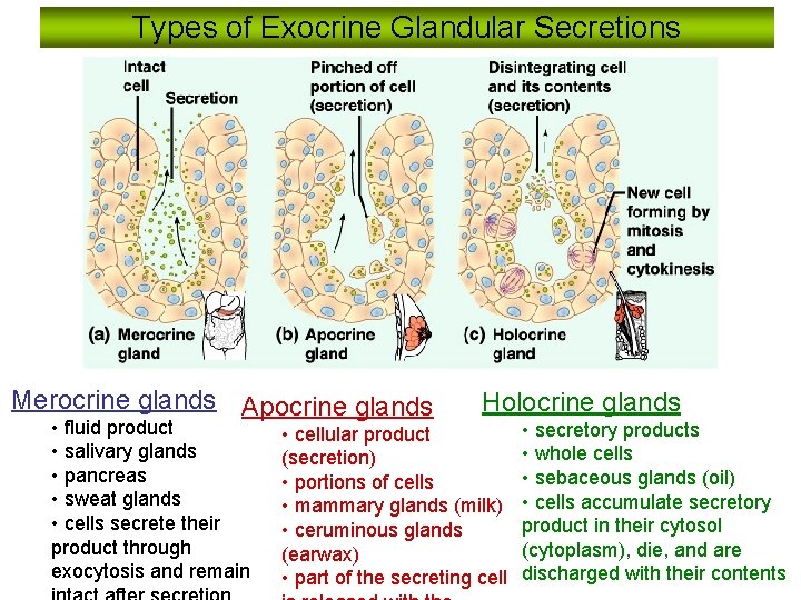 Types of Exocrine Glandular Secretions Merocrine glands Apocrine glands • fluid product • salivary