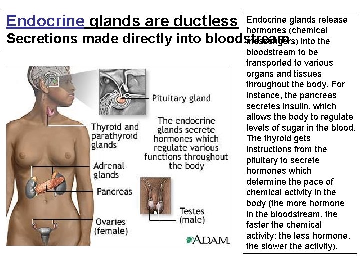 Endocrine glands are ductless Secretions made directly into Endocrine glands release hormones (chemical bloodstream