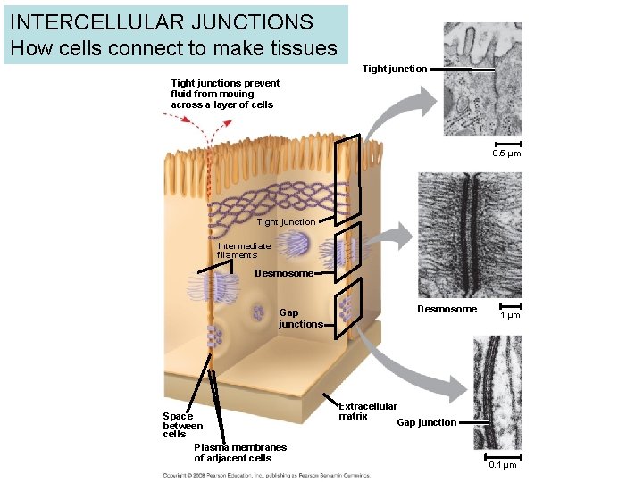 INTERCELLULAR JUNCTIONS How cells connect to make tissues Tight junctions prevent fluid from moving