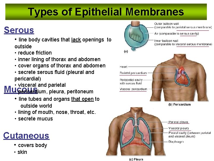 Types of Epithelial Membranes Serous • line body cavities that lack openings outside •