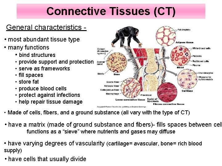 Connective Tissues (CT) General characteristics • most abundant tissue type • many functions •