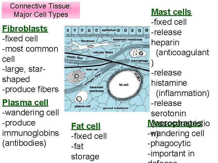 Connective Tissue: Major Cell Types Fibroblasts -fixed cell -most common cell -large, starshaped -produce