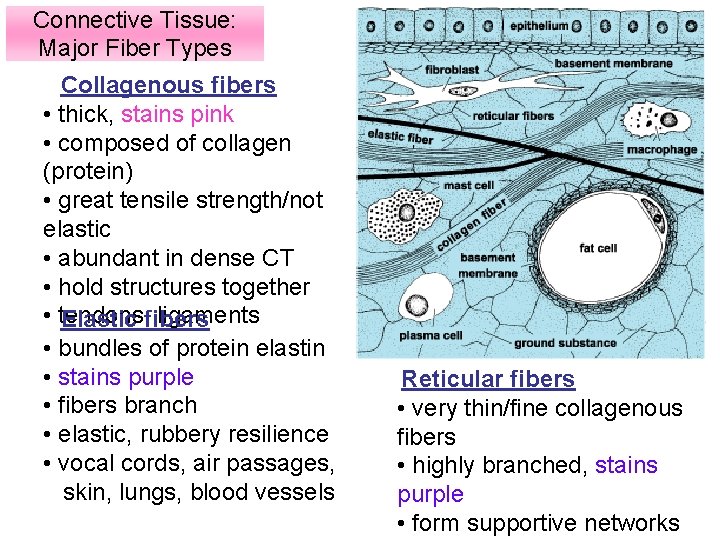 Connective Tissue: Major Fiber Types Collagenous fibers • thick, stains pink • composed of
