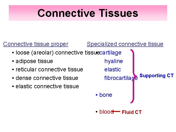 Connective Tissues Connective tissue proper Specialized connective tissue • loose (areolar) connective tissue •