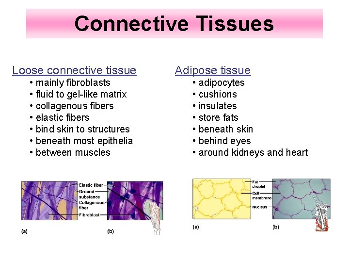 Connective Tissues Loose connective tissue • mainly fibroblasts • fluid to gel-like matrix •