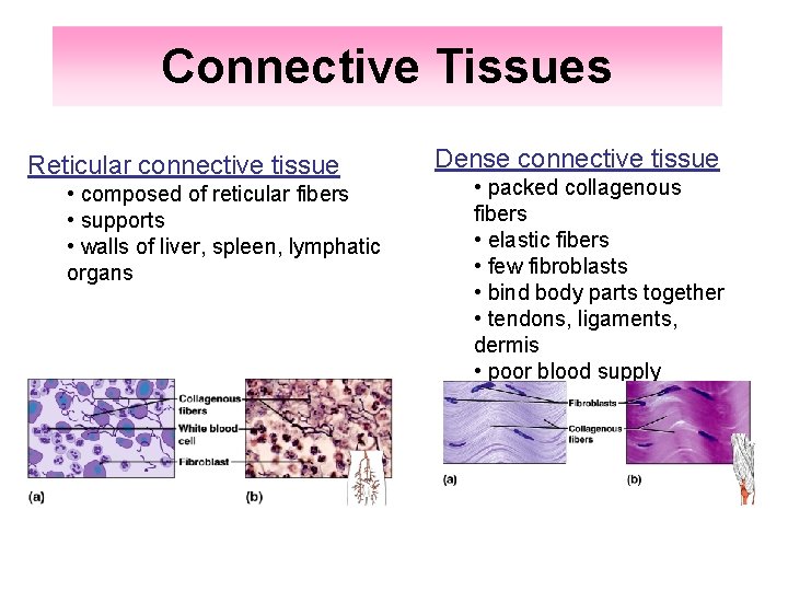 Connective Tissues Reticular connective tissue • composed of reticular fibers • supports • walls