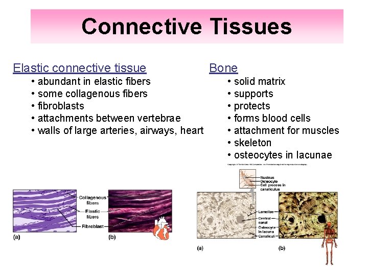 Connective Tissues Elastic connective tissue • abundant in elastic fibers • some collagenous fibers