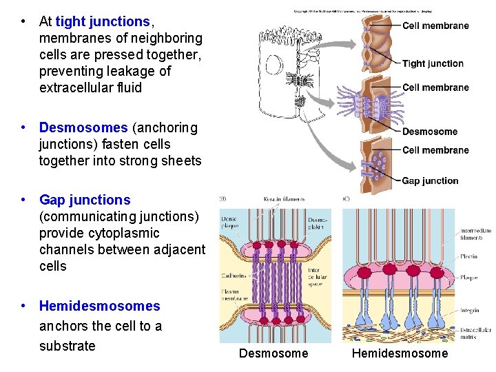  • At tight junctions, membranes of neighboring cells are pressed together, preventing leakage