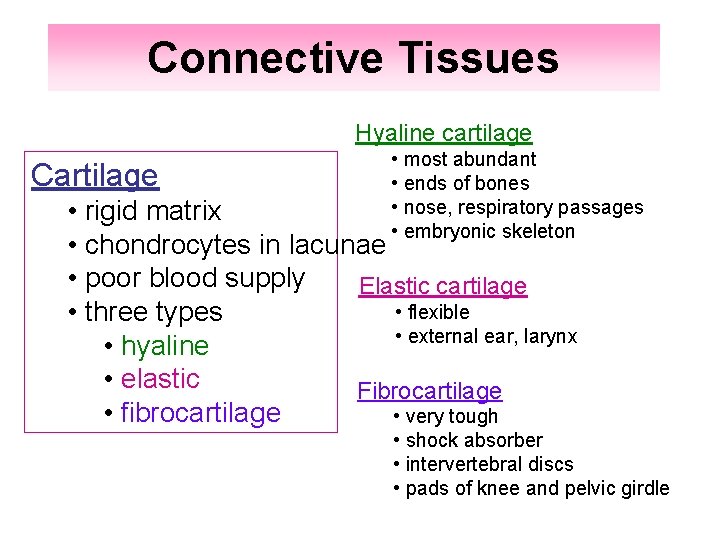 Connective Tissues Hyaline cartilage Cartilage • most abundant • ends of bones • nose,