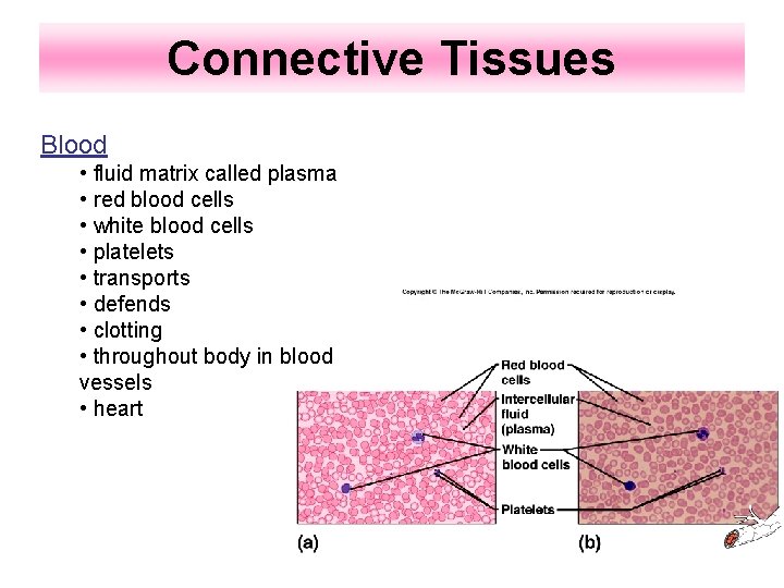 Connective Tissues Blood • fluid matrix called plasma • red blood cells • white