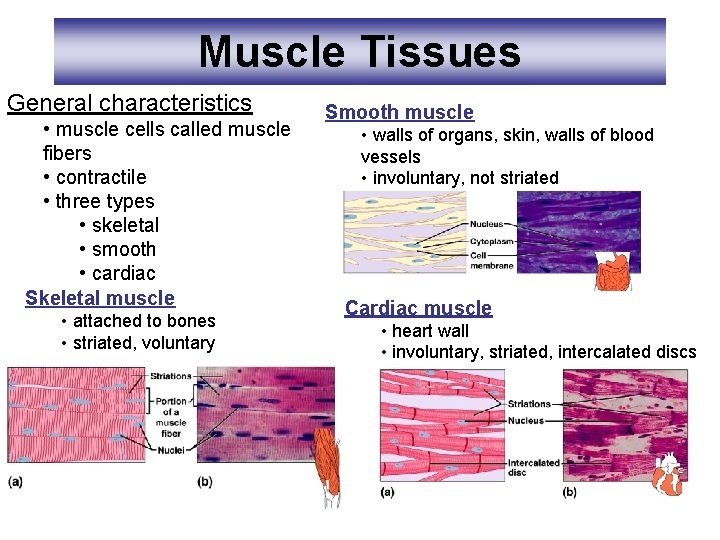 Muscle Tissues General characteristics • muscle cells called muscle fibers • contractile • three