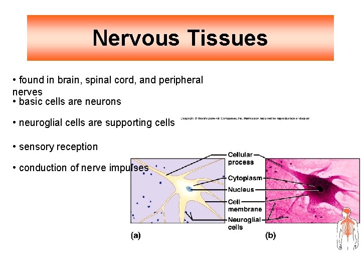 Nervous Tissues • found in brain, spinal cord, and peripheral nerves • basic cells