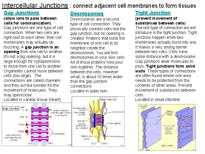 Intercellular Junctions : connect adjacent cell membranes to form tissues Gap Junctions (allow ions