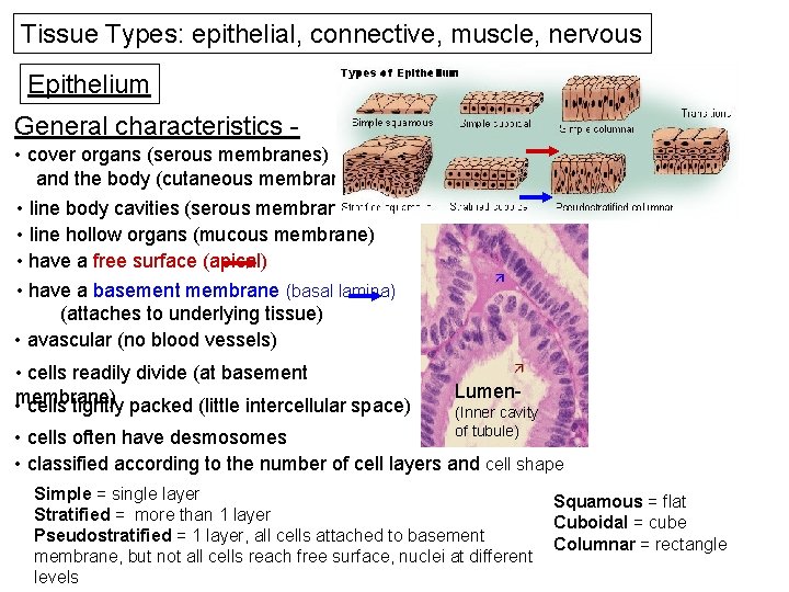 Tissue Types: epithelial, connective, muscle, nervous Epithelium General characteristics • cover organs (serous membranes)