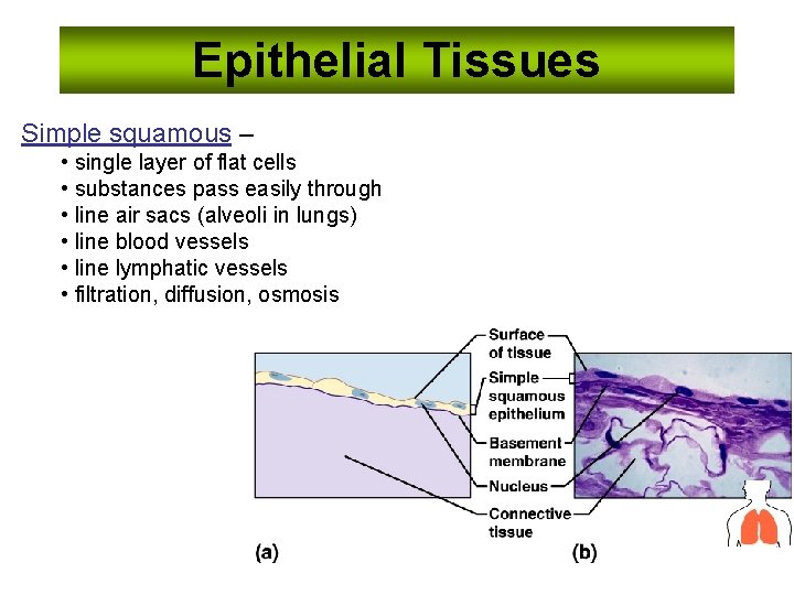 Epithelial Tissues Simple squamous – • single layer of flat cells • substances pass