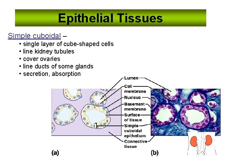Epithelial Tissues Simple cuboidal – • single layer of cube-shaped cells • line kidney