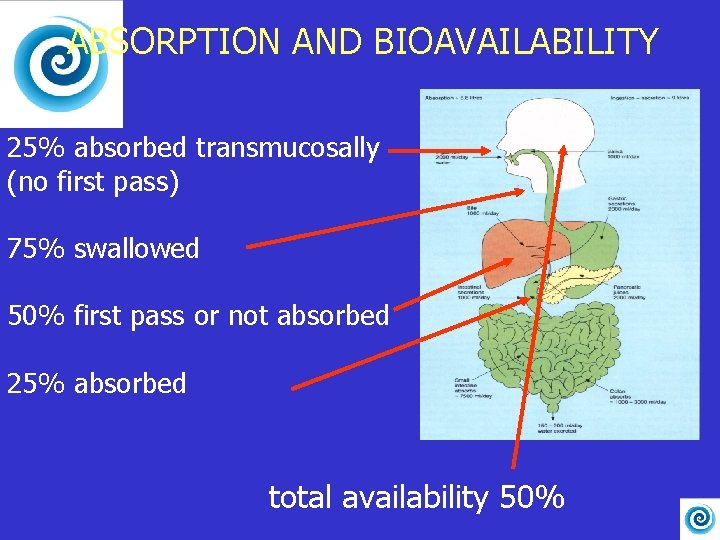 ABSORPTION AND BIOAVAILABILITY 25% absorbed transmucosally (no first pass) 75% swallowed 50% first pass