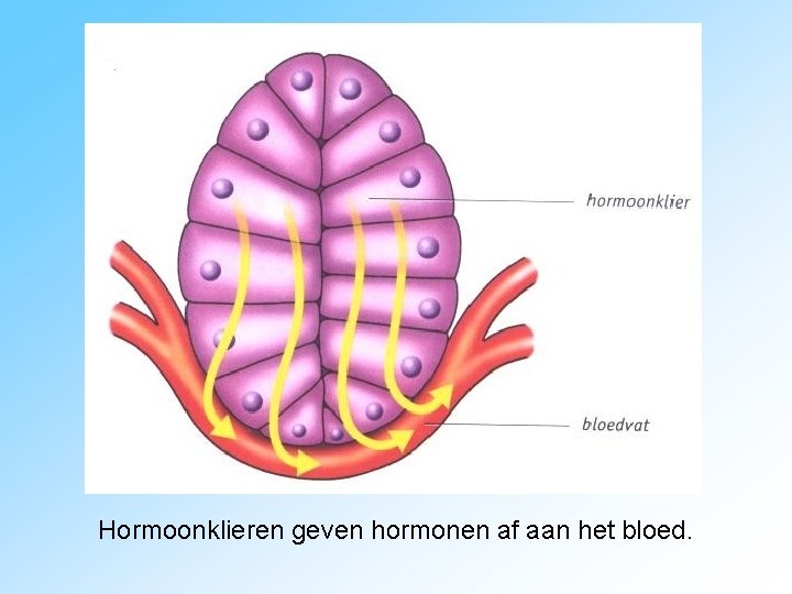 Hormoonklieren geven hormonen af aan het bloed. 