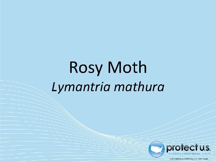 Rosy Moth Lymantria mathura 