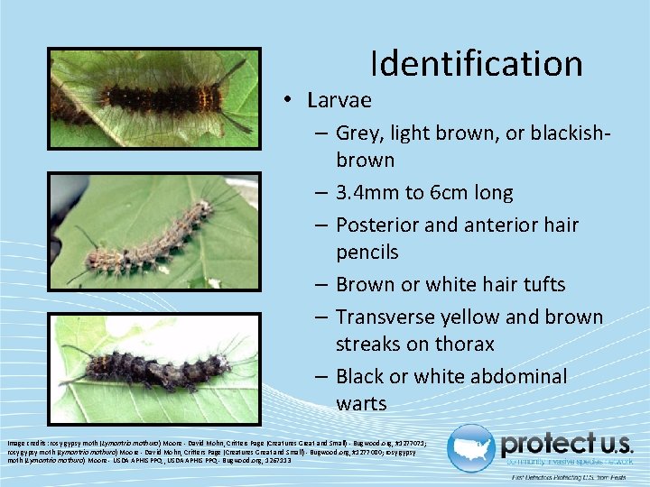 Identification • Larvae – Grey, light brown, or blackishbrown – 3. 4 mm to