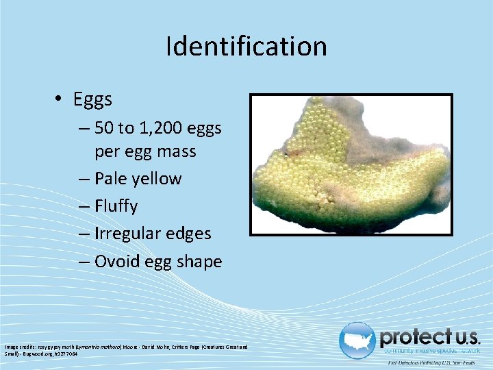 Identification • Eggs – 50 to 1, 200 eggs per egg mass – Pale