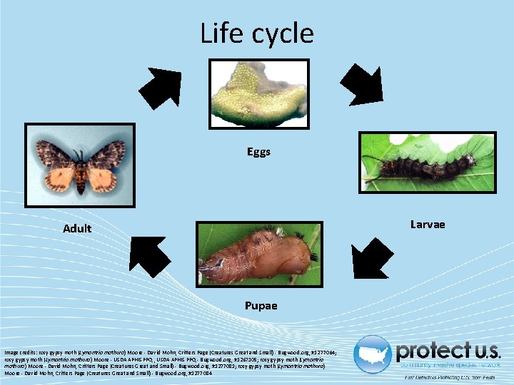 Life cycle Eggs Larvae Adult Pupae Image credits: rosy gypsy moth (Lymantria mathura) Moore