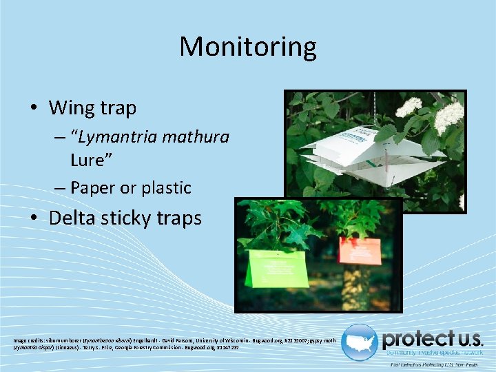 Monitoring • Wing trap – “Lymantria mathura Lure” – Paper or plastic • Delta