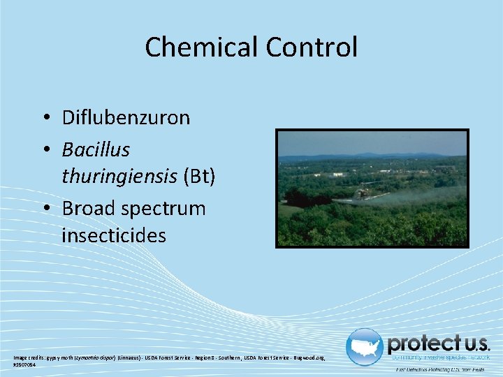 Chemical Control • Diflubenzuron • Bacillus thuringiensis (Bt) • Broad spectrum insecticides Image credits: