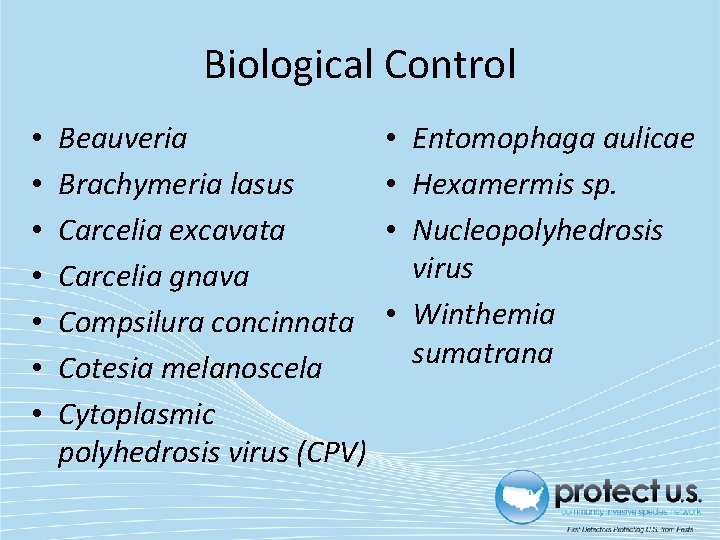 Biological Control • • Beauveria Brachymeria lasus Carcelia excavata Carcelia gnava Compsilura concinnata Cotesia