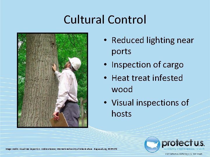 Cultural Control • Reduced lighting near ports • Inspection of cargo • Heat treat