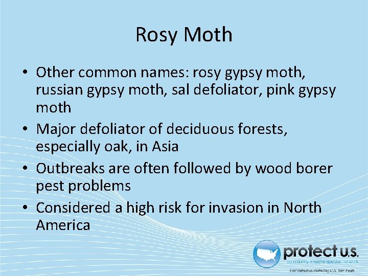 Rosy Moth • Other common names: rosy gypsy moth, russian gypsy moth, sal defoliator,