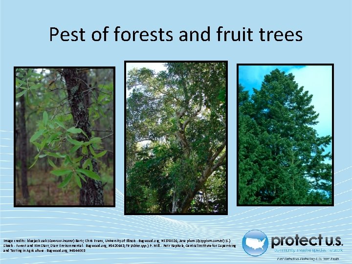 Pest of forests and fruit trees Image credits: bluejack oak (Quercus incana) Bartr, Chris
