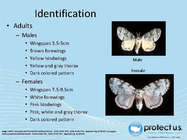 Identification • Adults – Males • • • Wingspan 3. 5 -5 cm Brown