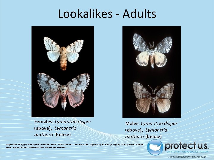 Lookalikes - Adults Females: Lymantria dispar (above), Lymantria mathura (below) Males: Lymantria dispar (above),
