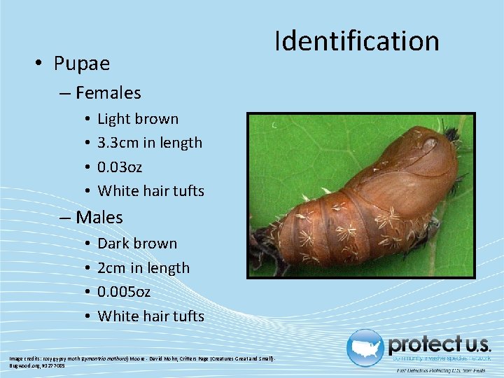  • Pupae Identification – Females • • Light brown 3. 3 cm in