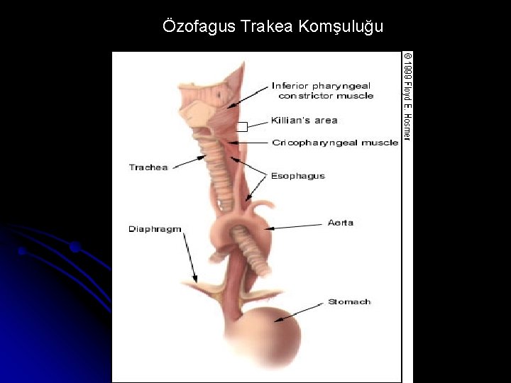 Özofagus Trakea Komşuluğu 