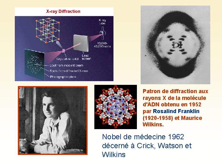 Patron de diffraction aux rayons X de la molécule d'ADN obtenu en 1952 par